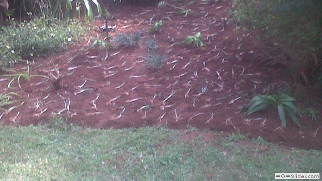 getting ready to plant at howard