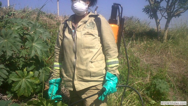 Invasive knapsack spraying