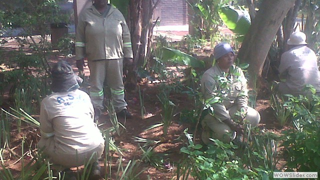planting 2