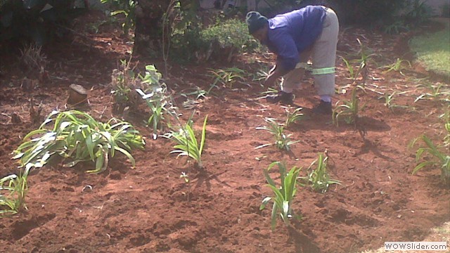 planting at howard 3